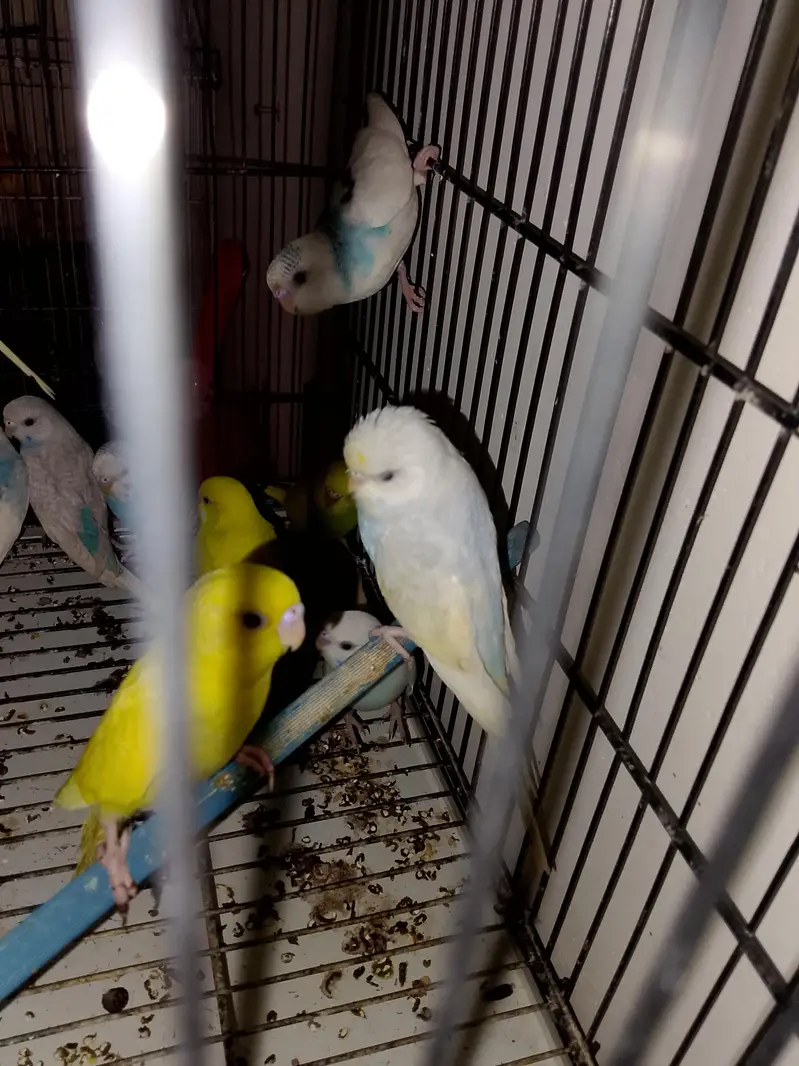 Budgies Cocktail Finch Jawa love birds available — photo 7