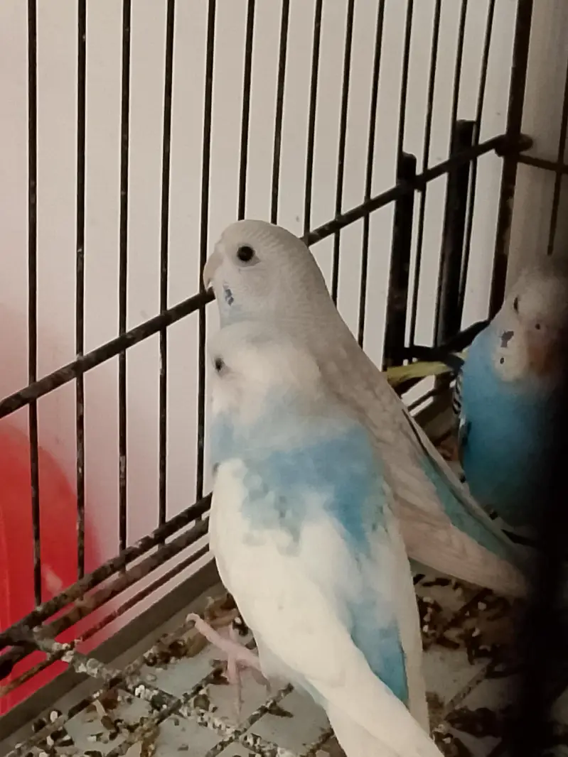 Budgies Cocktail Finch Jawa love birds available — photo 8