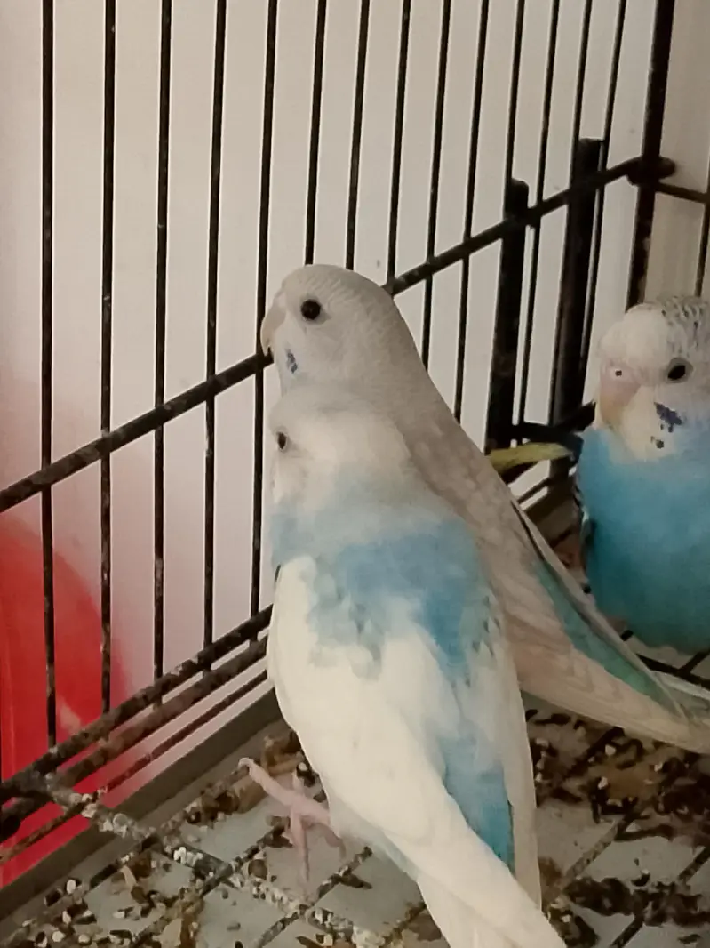 Budgies Cocktail Finch Jawa love birds available — photo 9