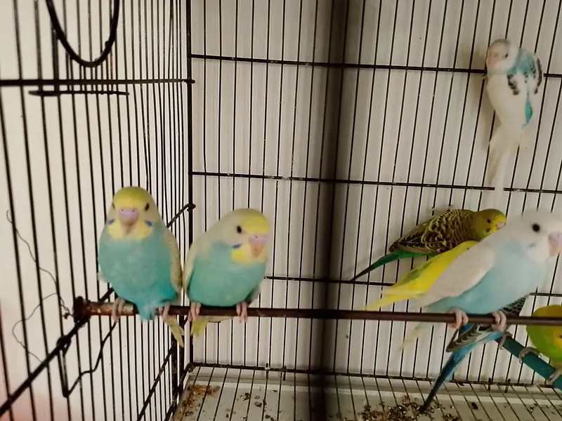 Budgies Cocktail Finch Jawa love birds available — photo 10
