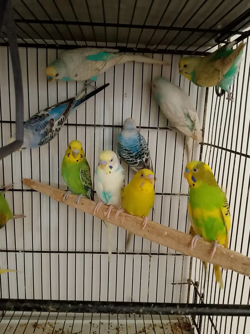 Budgies Cocktail Finch Jawa love birds available — photo 11