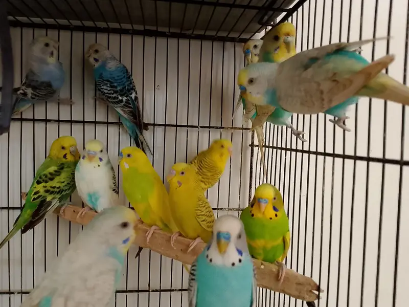 Budgies Cocktail Finch Jawa love birds available — photo 12