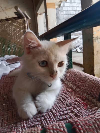 white perssion PAIR of cat