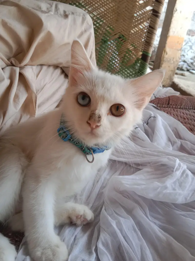 white perssion PAIR of cat — photo 2