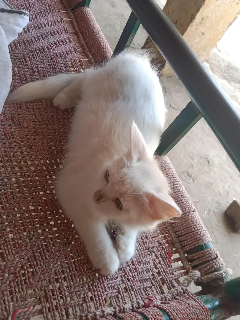 white perssion PAIR of cat — photo 3