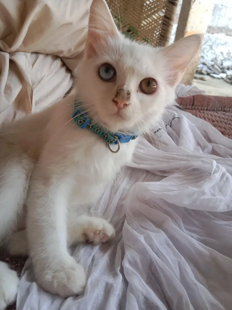 white perssion PAIR of cat — photo 4