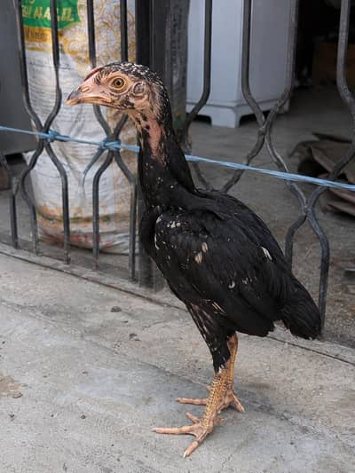 Aseel Cockerel For Sale - Healthy & Active