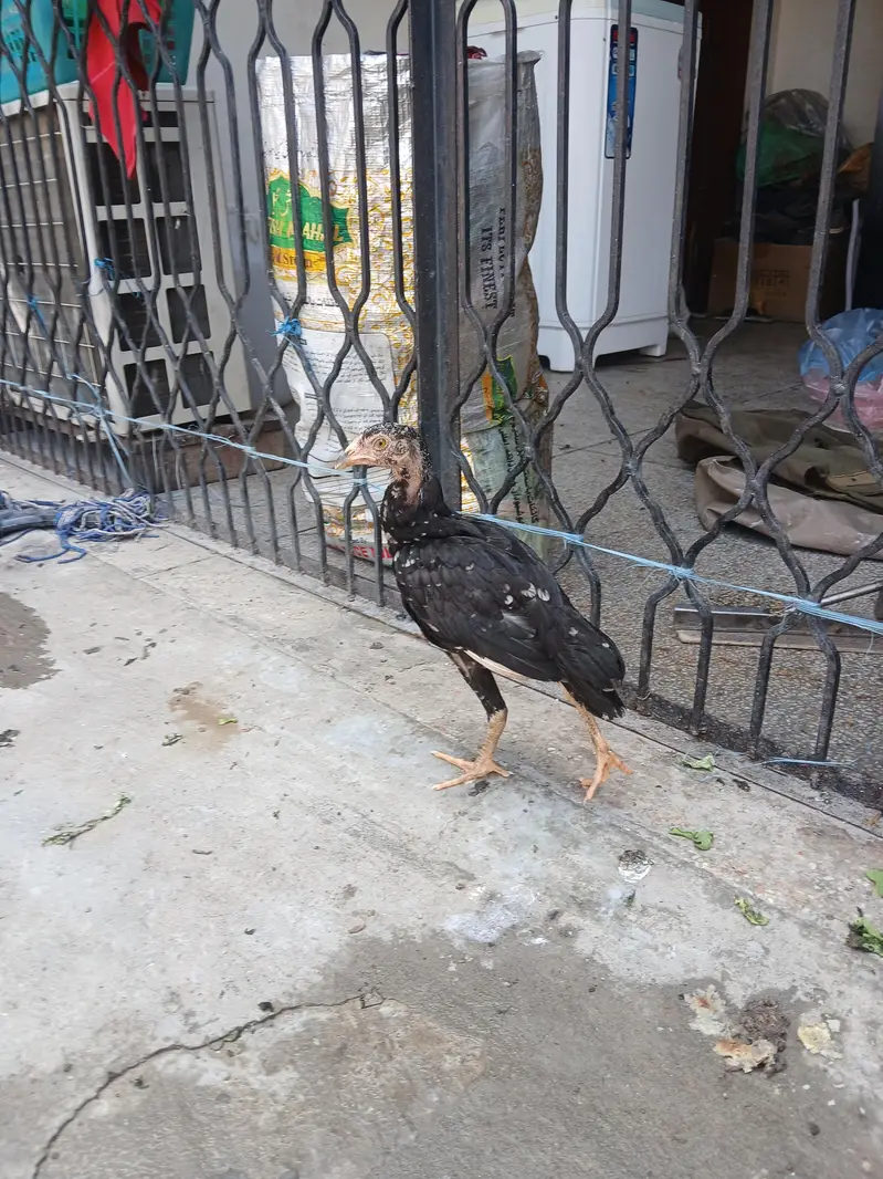 Aseel Cockerel For Sale - Healthy & Active — photo 2