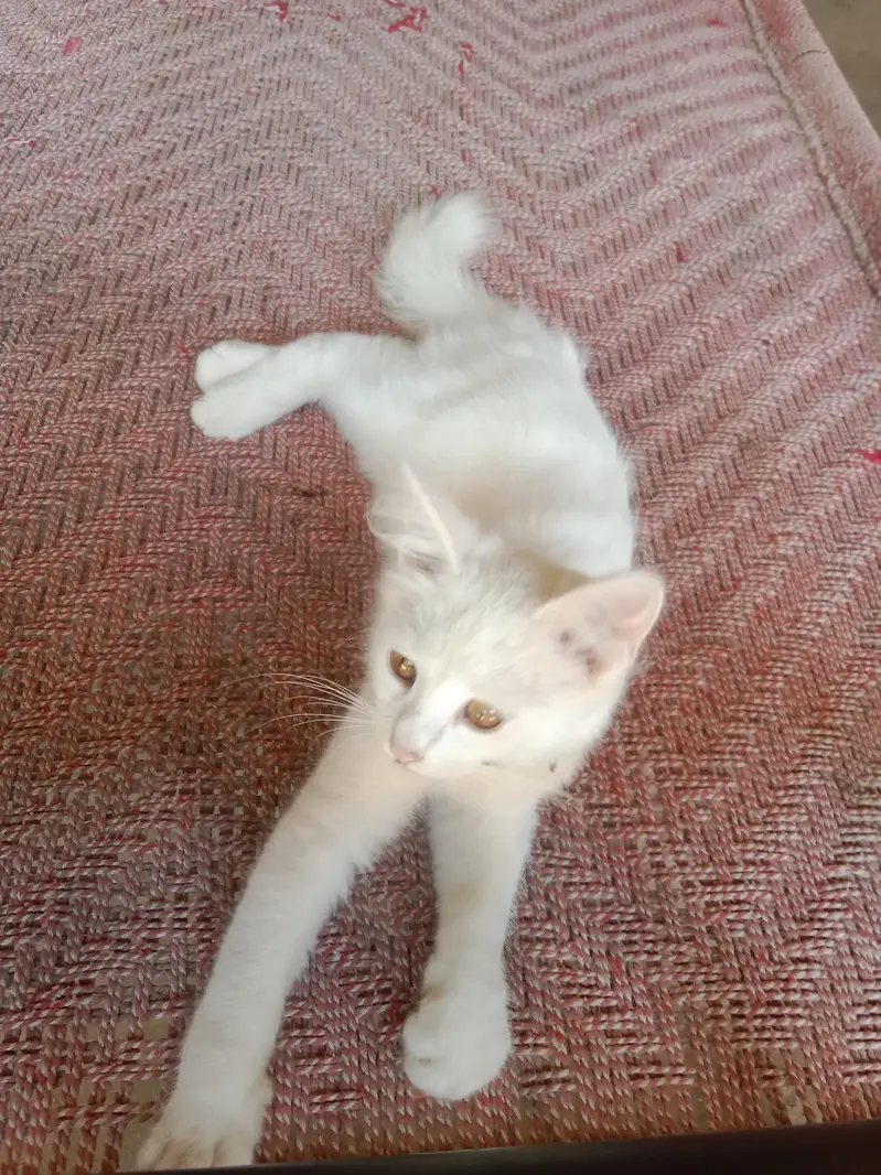 white perssion PAIR of cat — photo 5