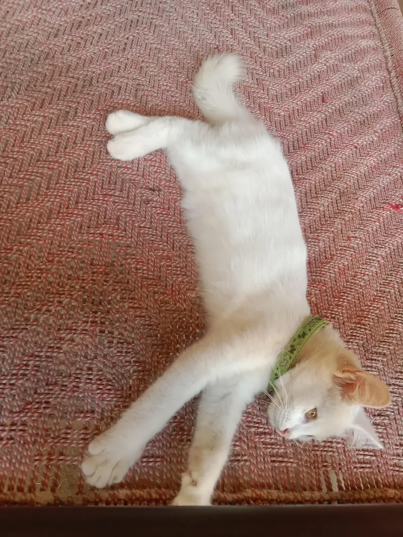 white perssion PAIR of cat — photo 6