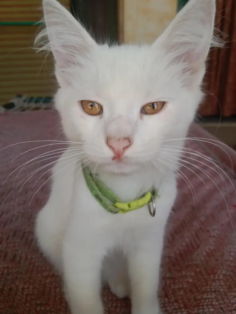 white perssion PAIR of cat — photo 7
