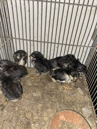 Australope bure breed active chicks for sale