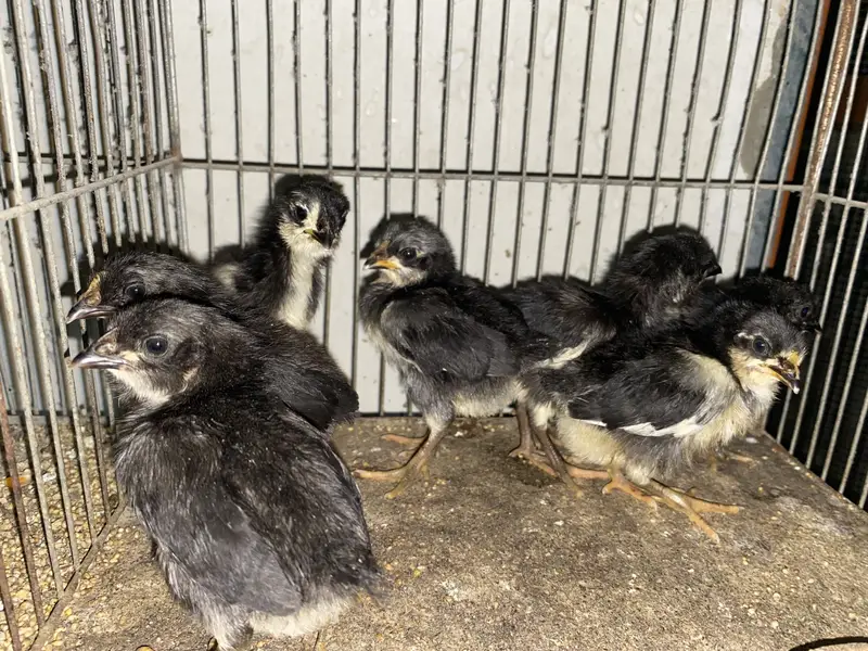 Australope bure breed active chicks for sale — photo 2