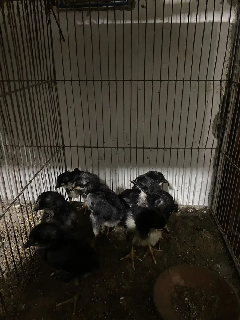 Australope bure breed active chicks for sale — photo 3