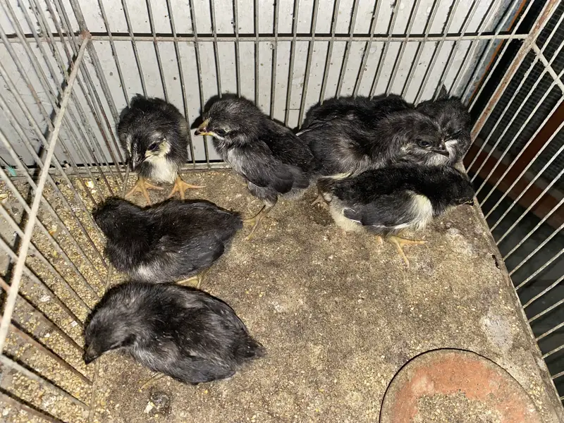 Australope bure breed active chicks for sale — photo 4