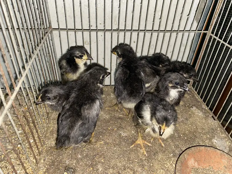 Australope bure breed active chicks for sale — photo 5