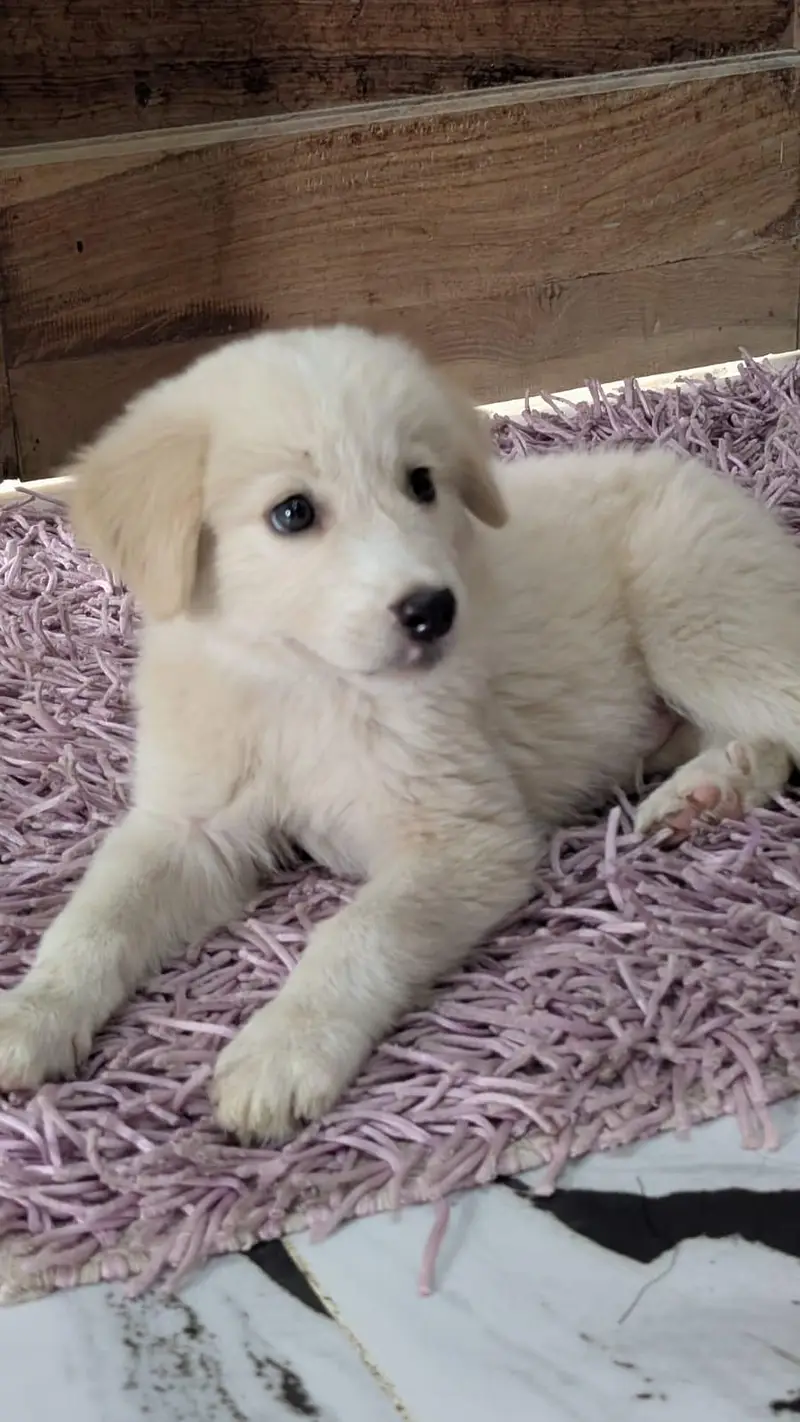 Golden Retriever — photo 2