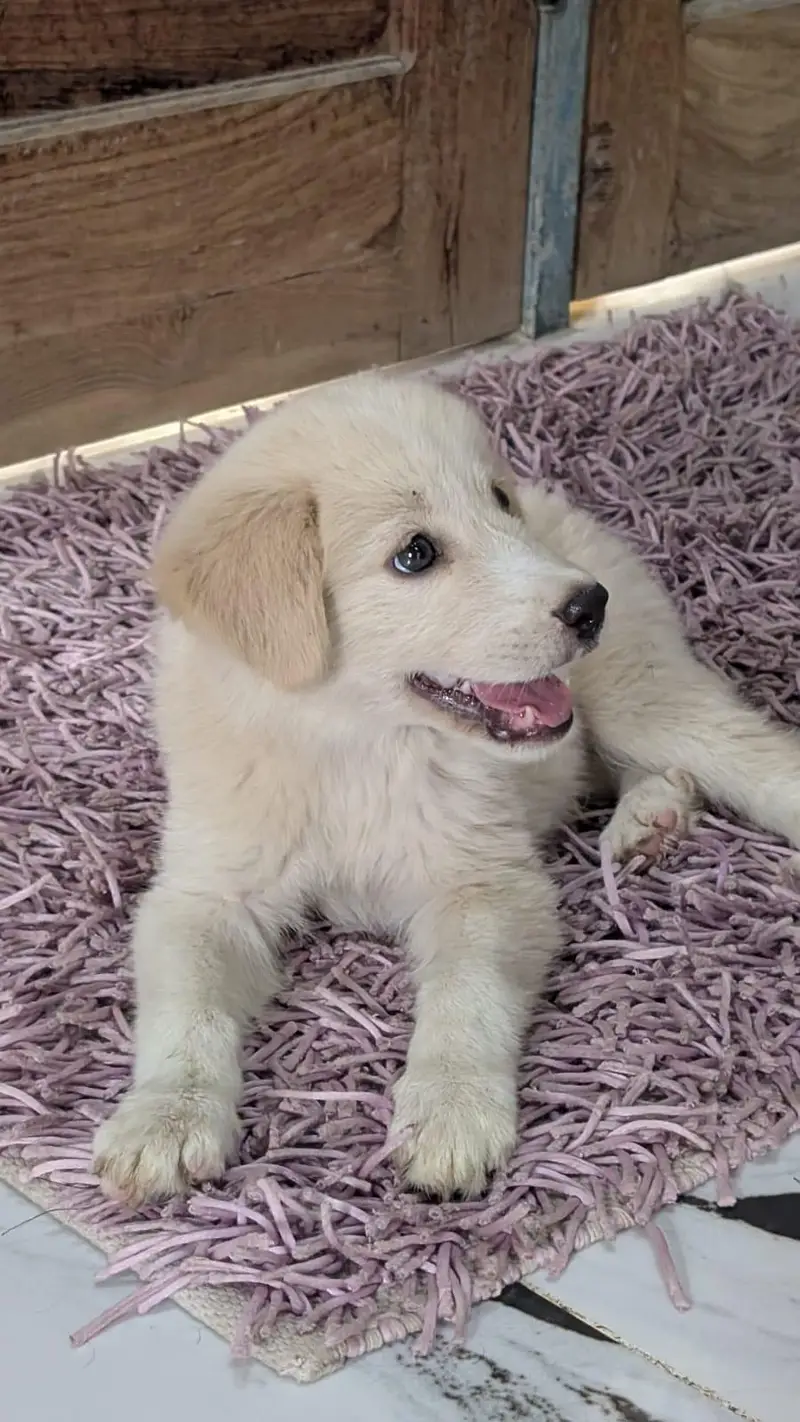 Golden Retriever — photo 3