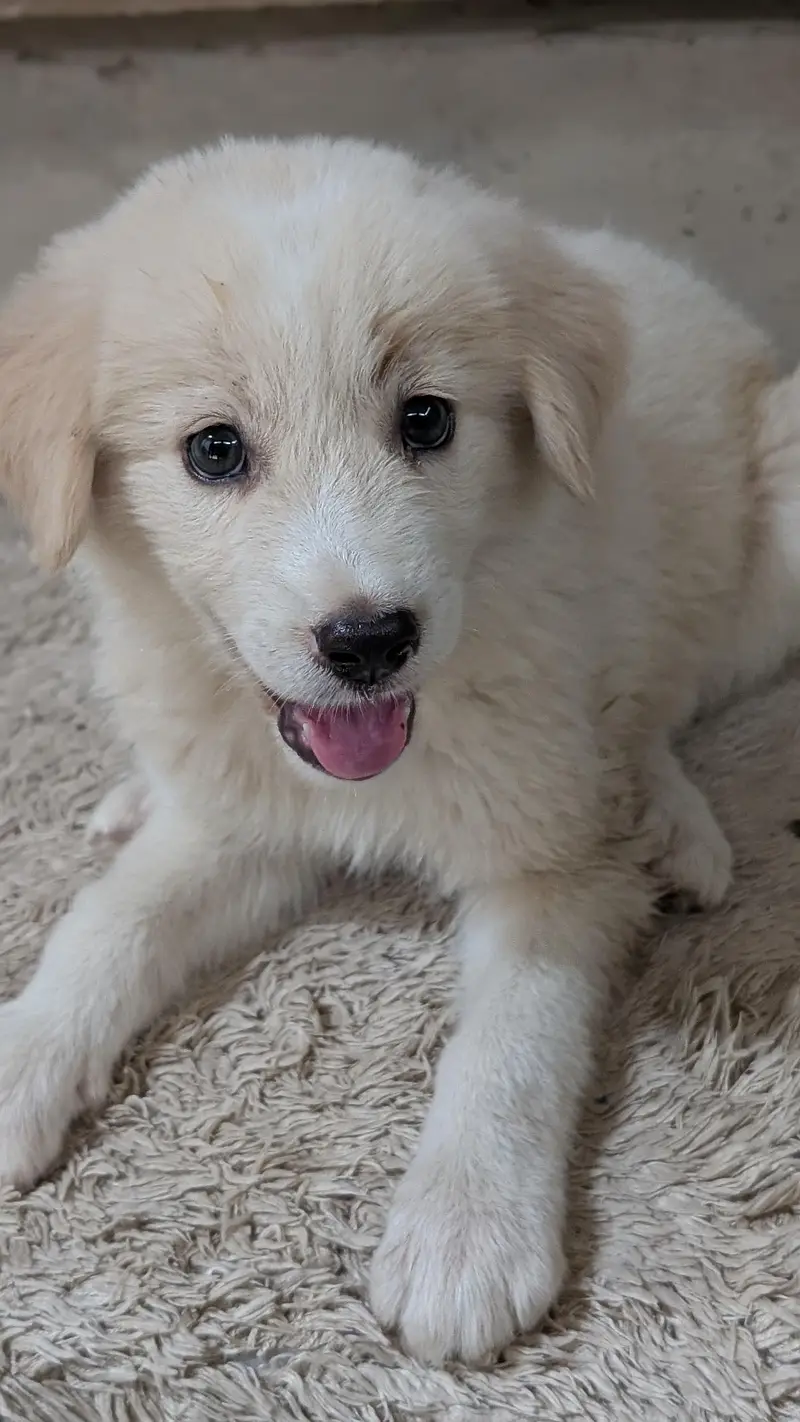 Golden Retriever — photo 4