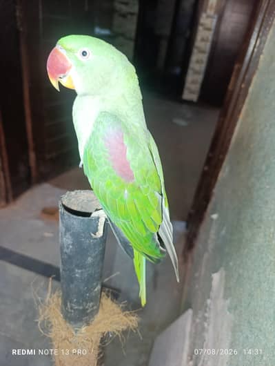 Raw Parrot 