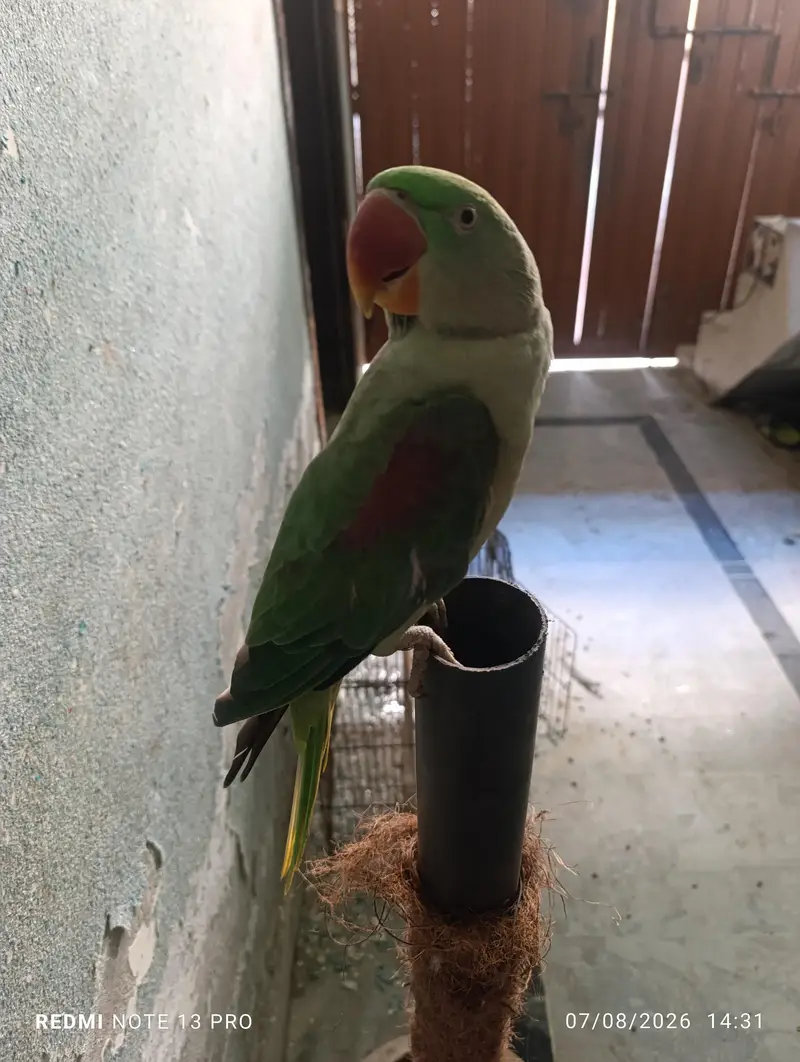Raw Parrot — photo 2