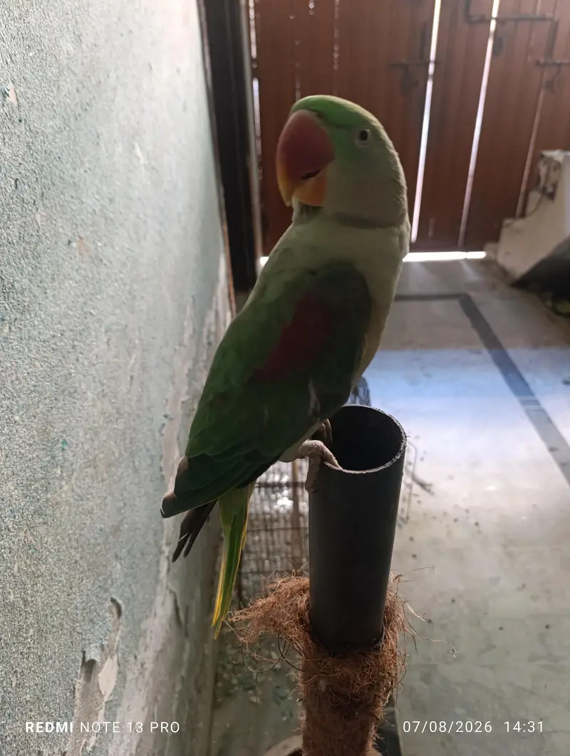 Raw Parrot — photo 3