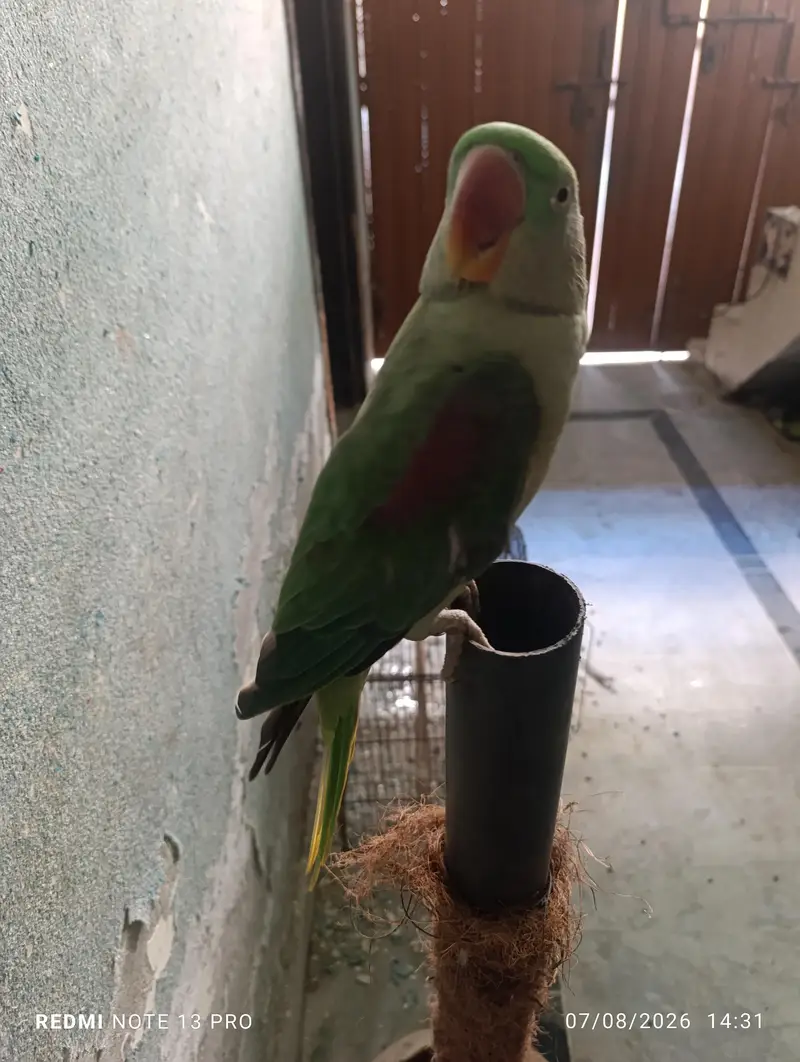 Raw Parrot — photo 4