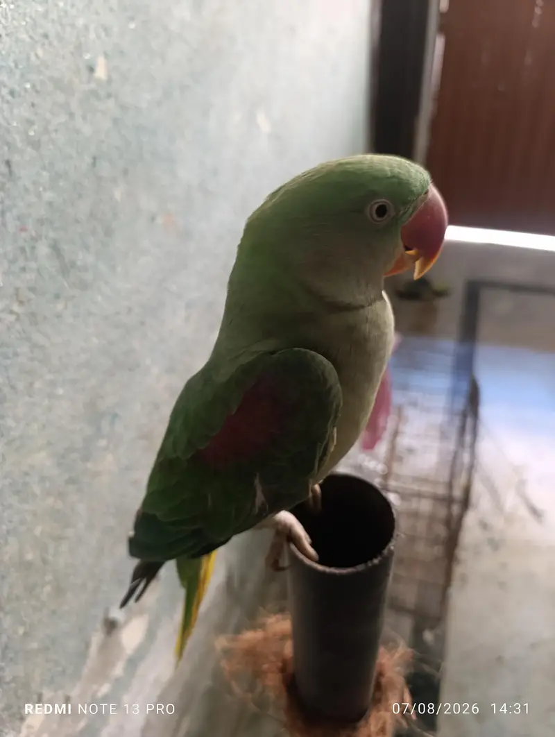 Raw Parrot — photo 5