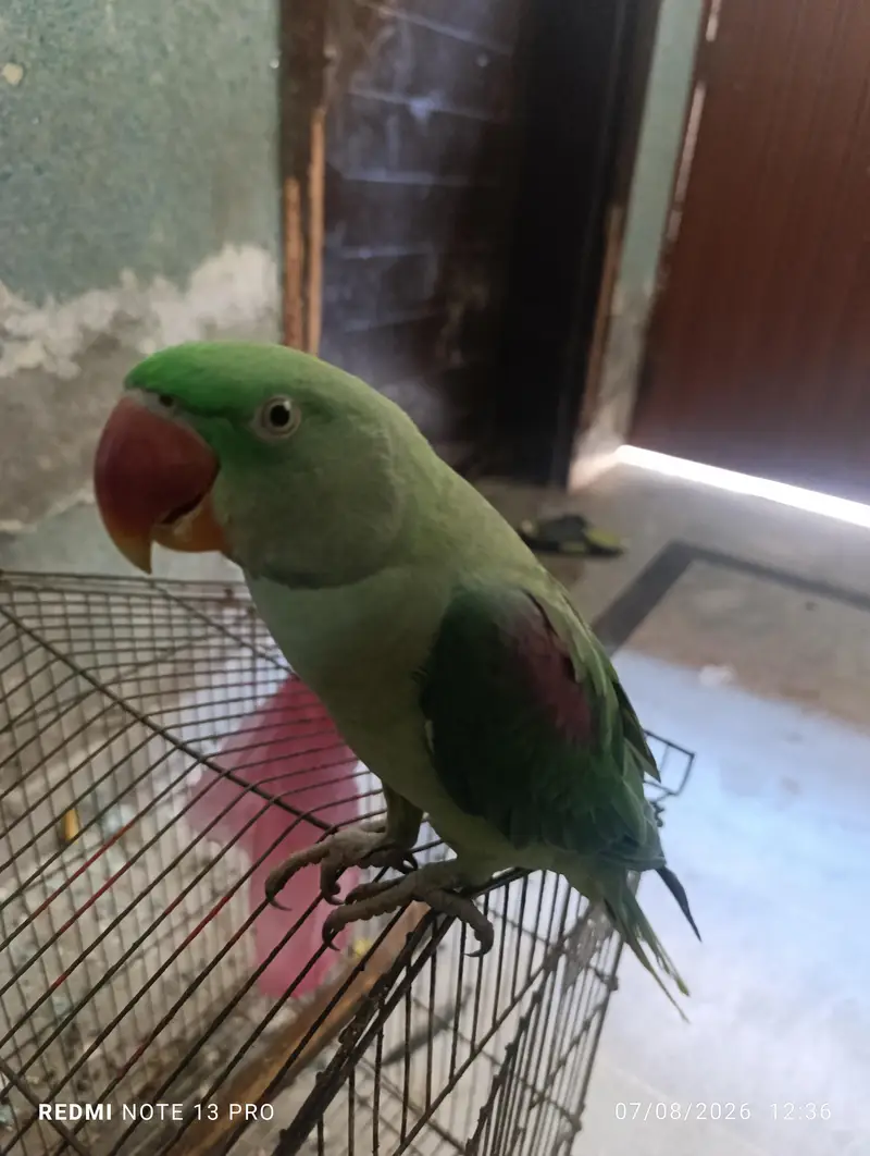 Raw Parrot — photo 6