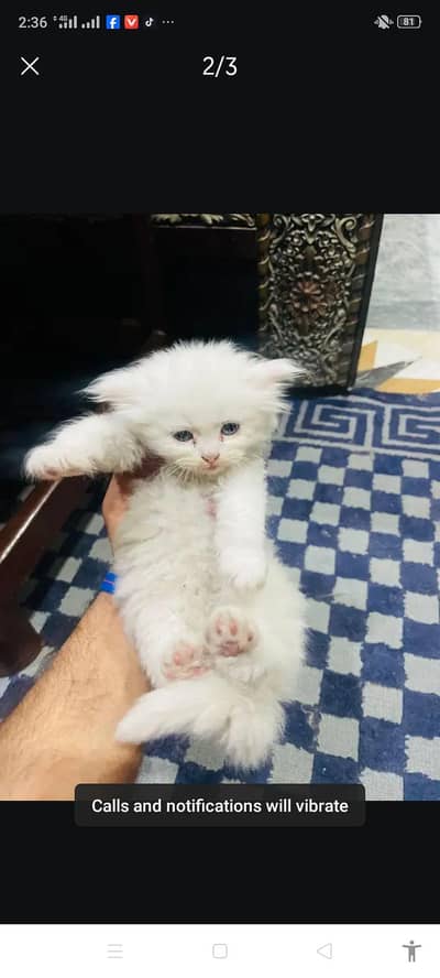 Persian kittens triple coated fluffy for sale