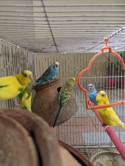 9 Budgies breeder