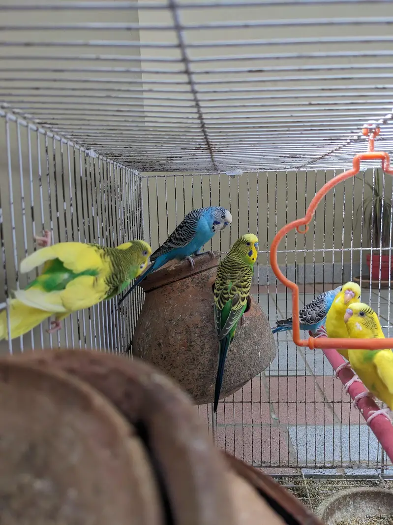 9 Budgies breeder — photo 2