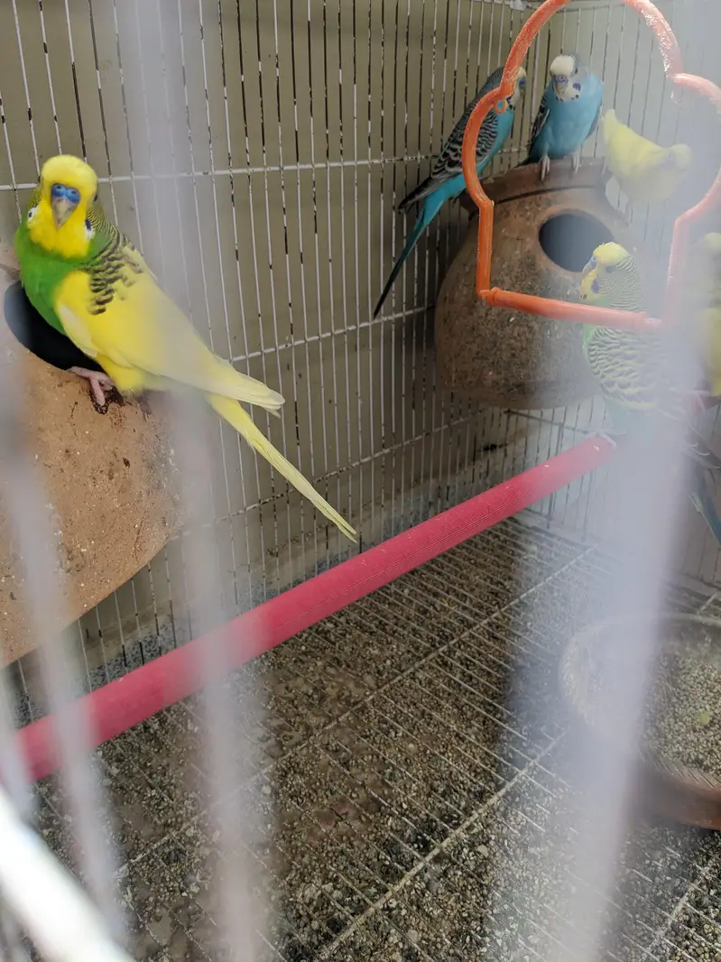 9 Budgies breeder — photo 3