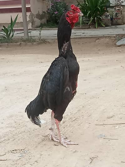 aseel murga