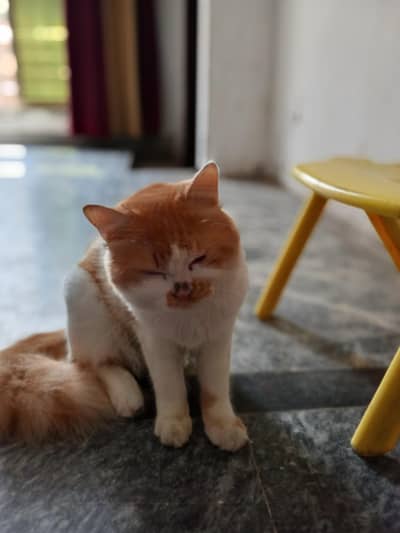 male cat