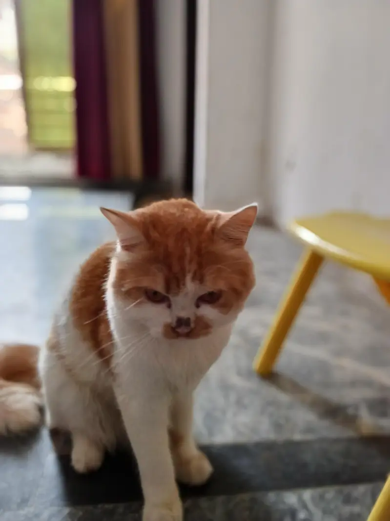 male cat — photo 2
