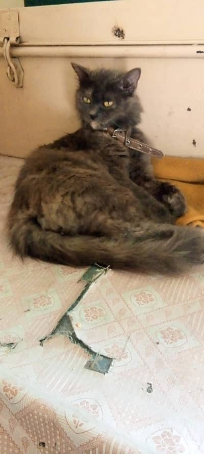 persion cat for sale