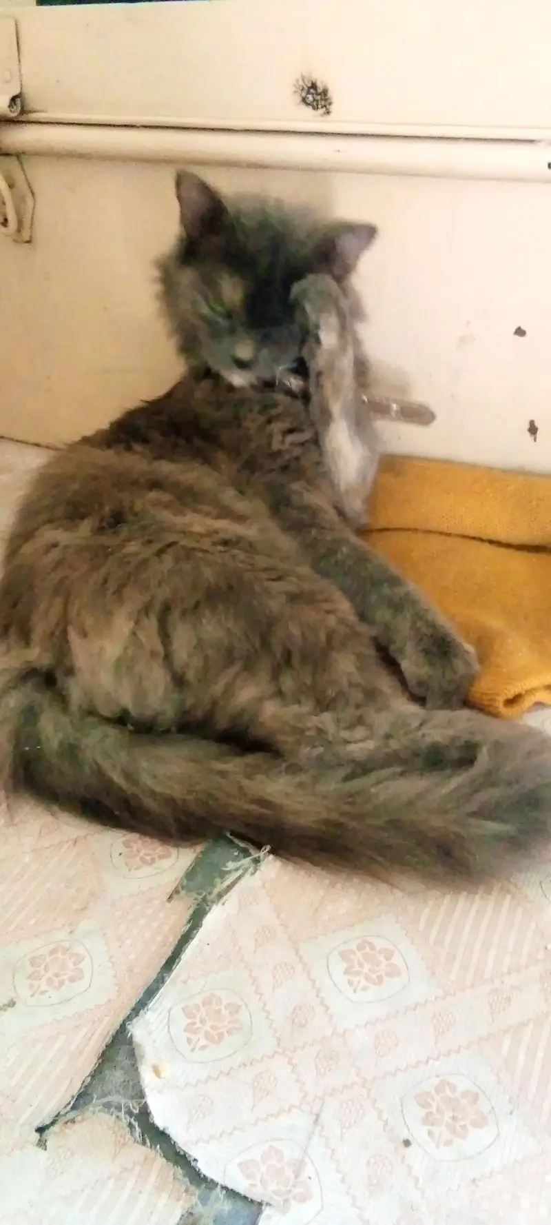 persion cat for sale — photo 2