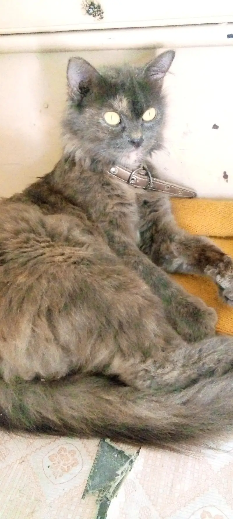 persion cat for sale — photo 3