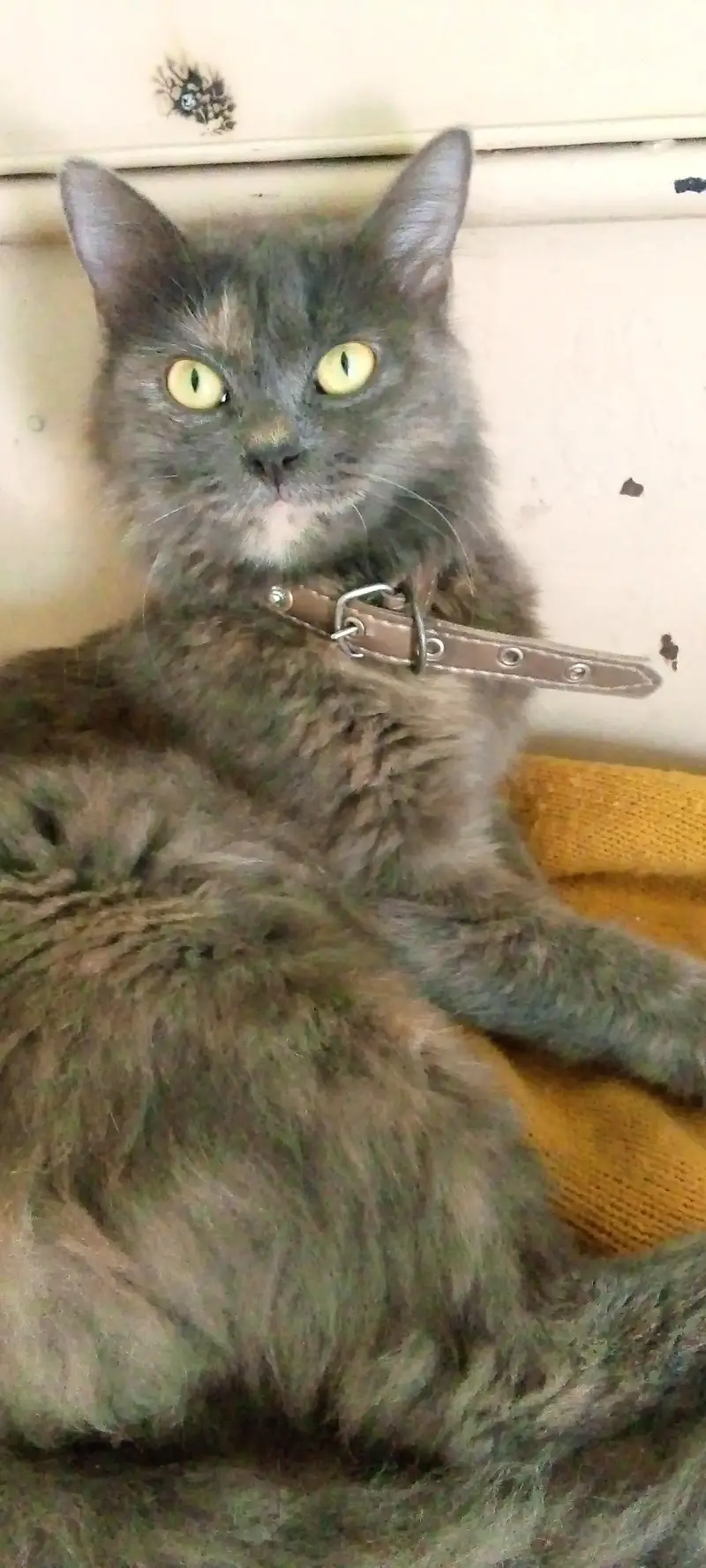 persion cat for sale — photo 4