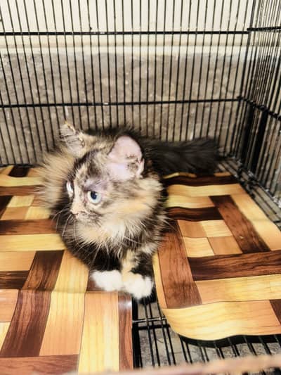Persian cat for sale