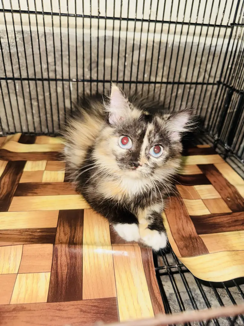 Persian cat for sale — photo 2