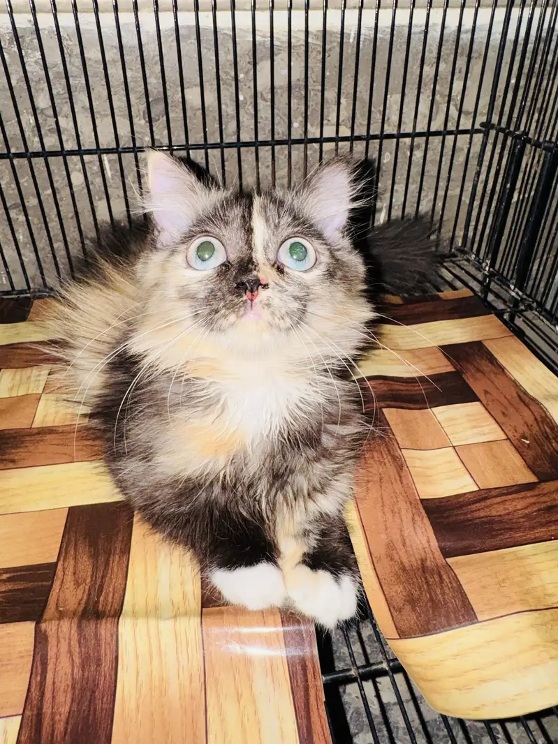 Persian cat for sale — photo 3