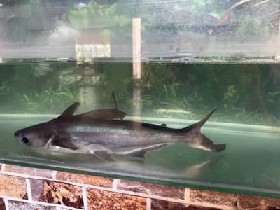 Fish for Sale in Karachi