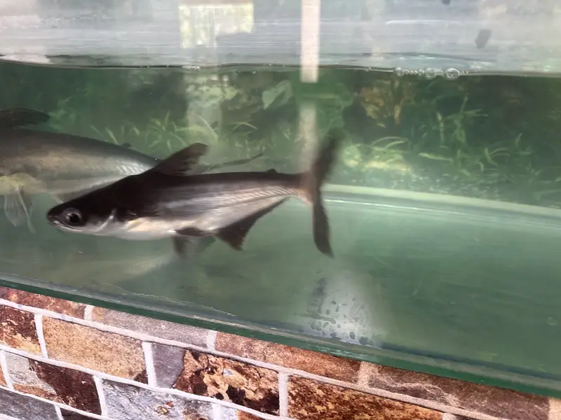 Fish for Sale in Karachi — photo 2
