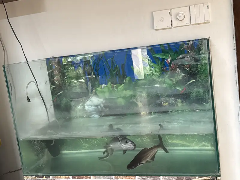 Fish for Sale in Karachi — photo 4
