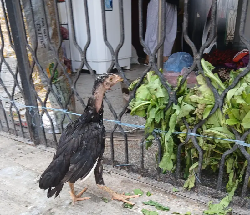 Aseel Cockerel For Sale - Healthy & Active — photo 3