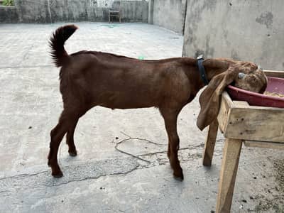 Desi bakra