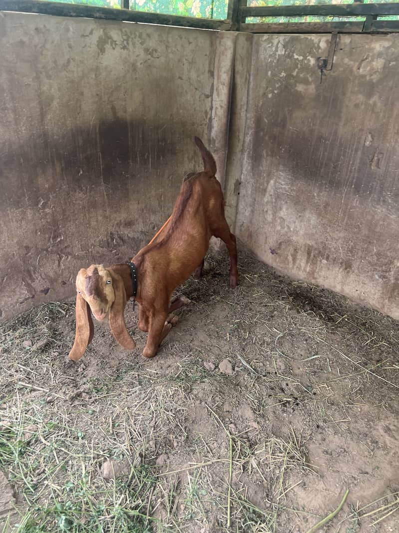Desi bakra 1