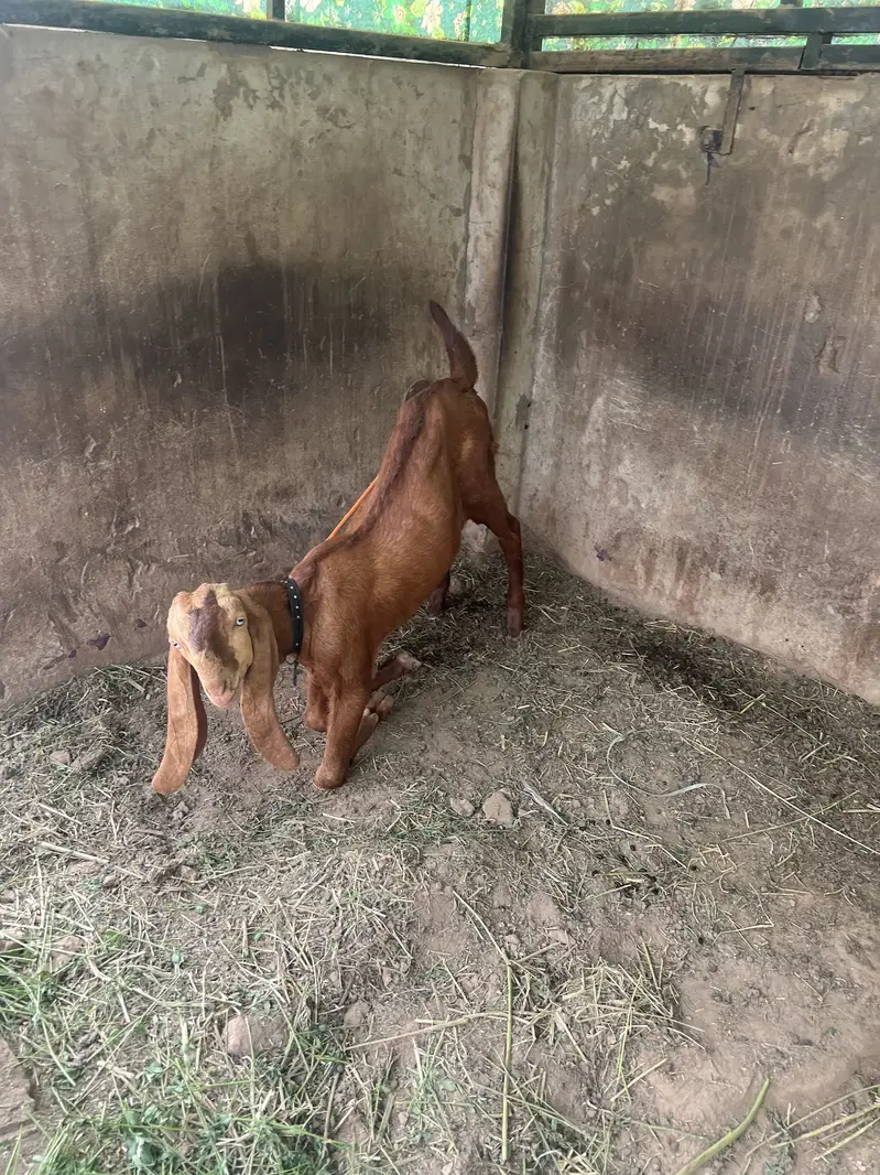 Desi bakra — photo 2